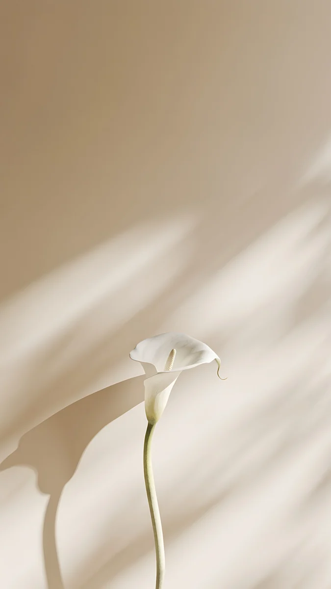 Calla Lily Light wallpaper 4K