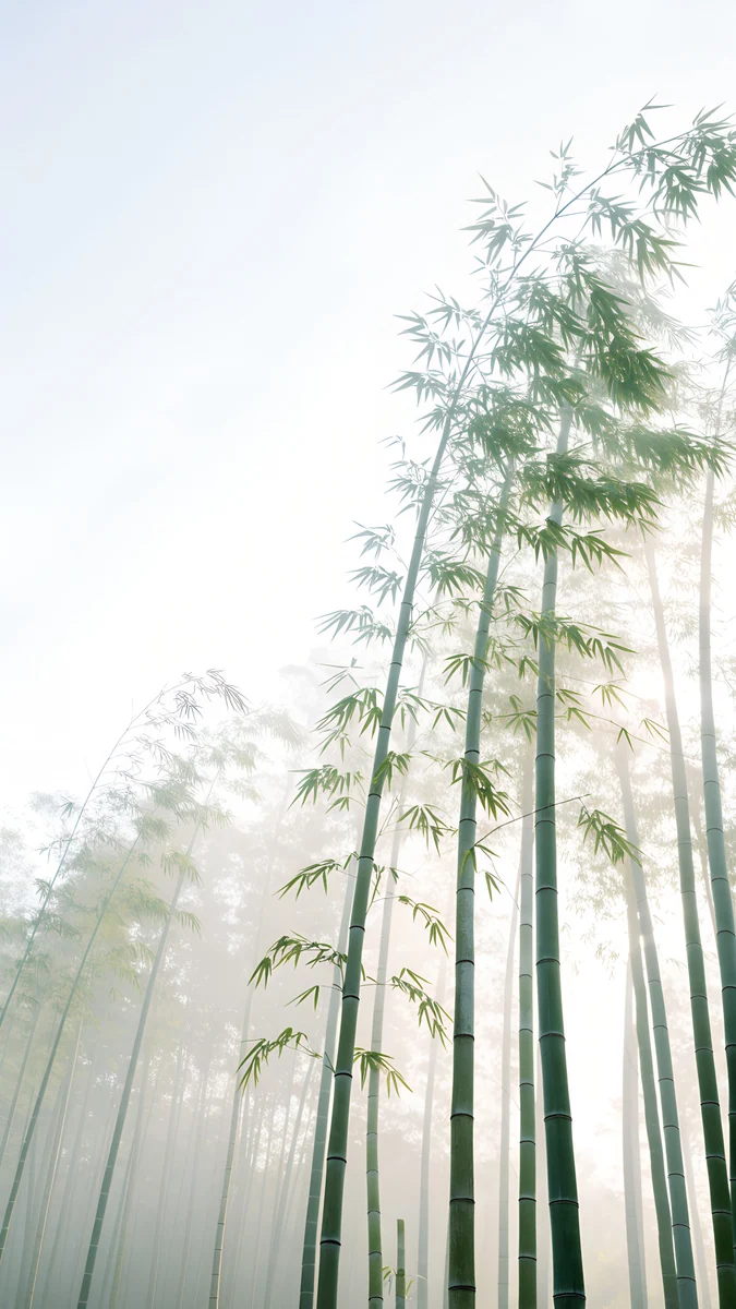 Misty Bamboo Grove, Carlos Vivero