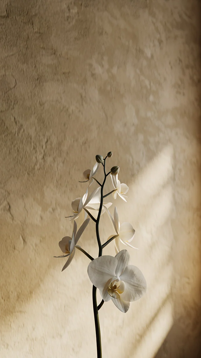 Orchid Sunlight wallpaper 4K